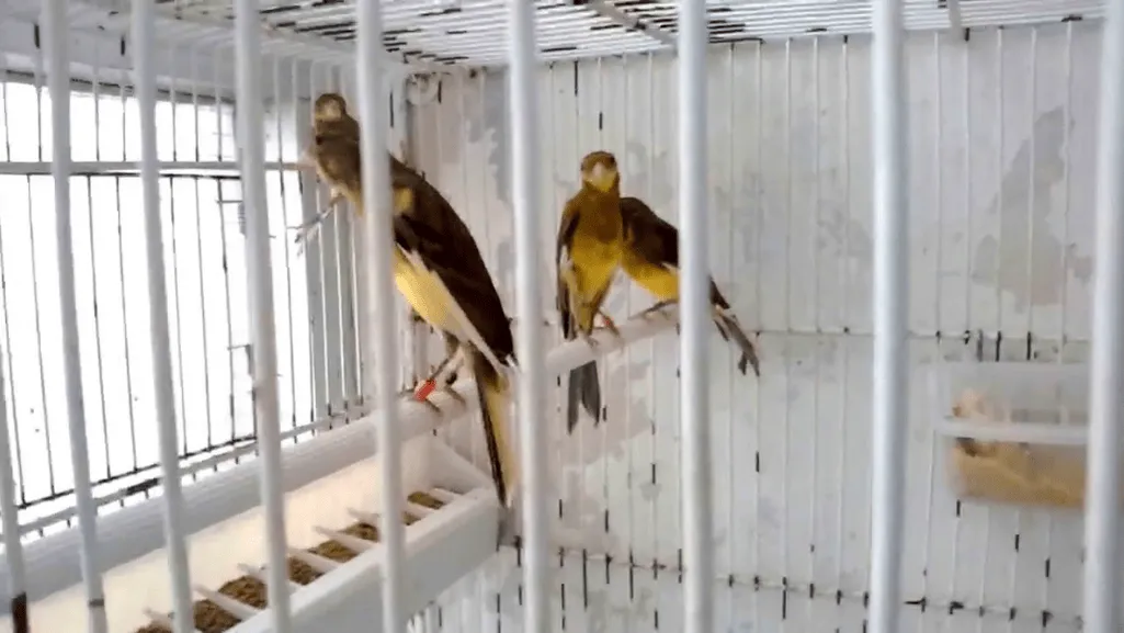 Japanese Hoso Canary competition