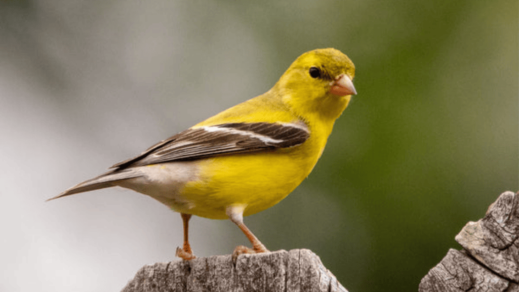 Japanese Hoso Canary housing