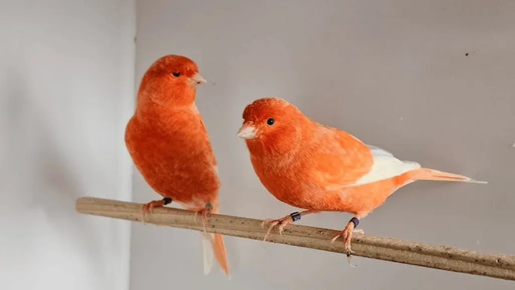 Red Factor Canary Birds