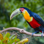 Red-breasted Toucan