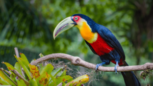 Red-breasted Toucan