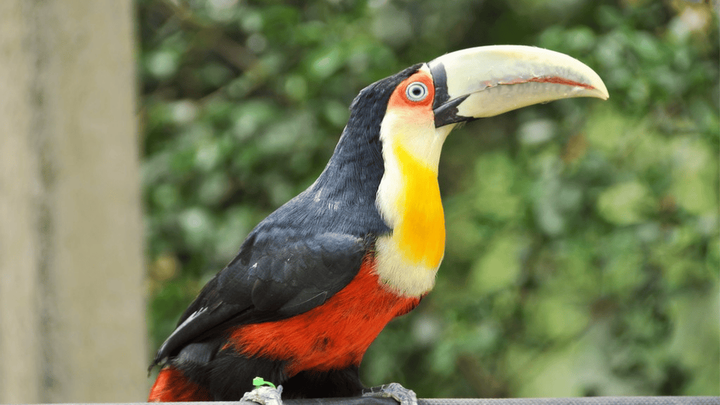 Red-breasted Toucan behavior