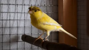 Russian Canary Birds