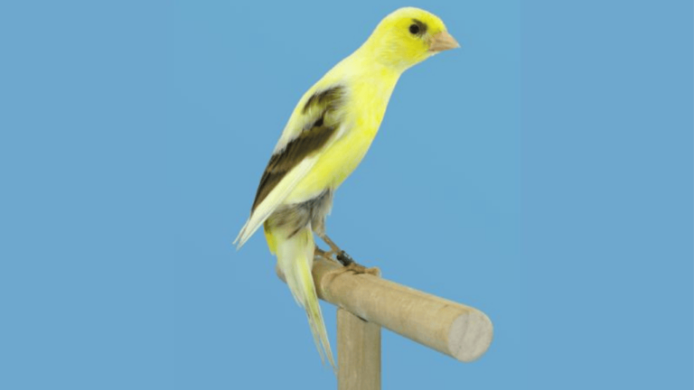 Scots Fancy Canary Birds