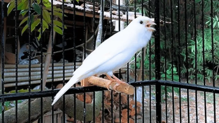 Waterslager Canary Birds