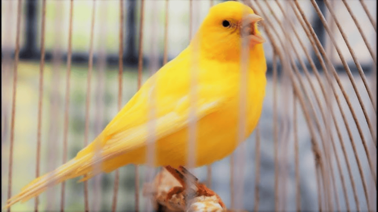 Yellow Canary Birds