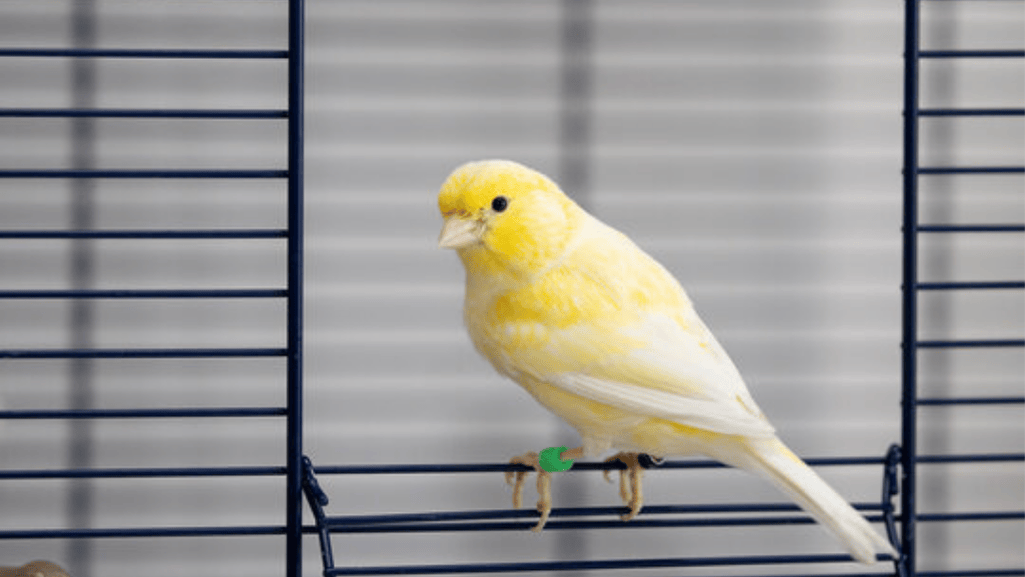 Yellow Canary Birds healthy canary