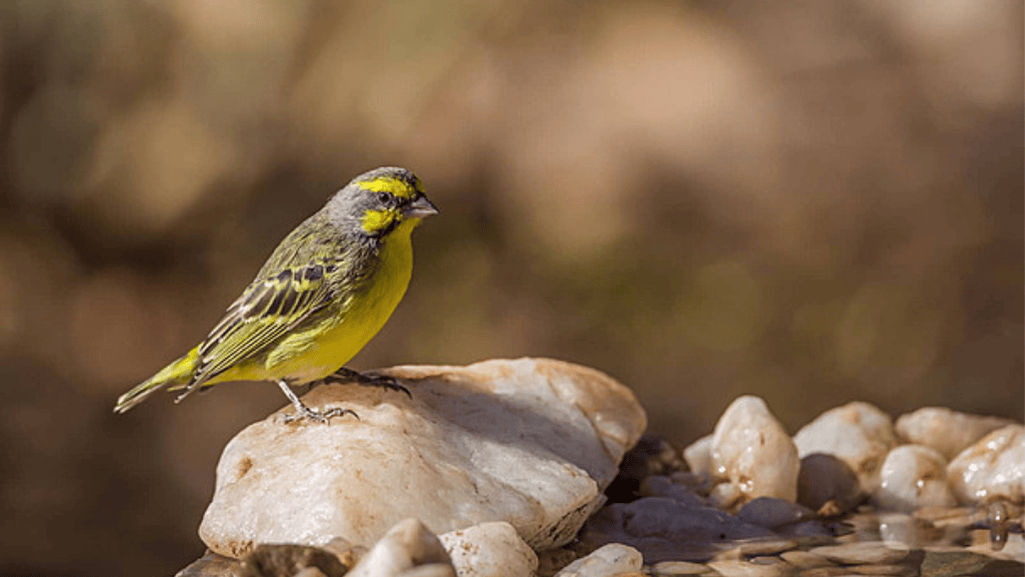 belgian canary breeding pair