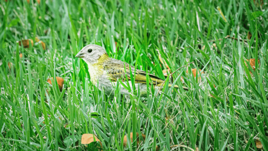 belgian canary shows