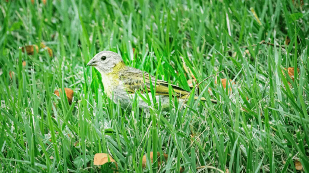 belgian canary shows belgian canary shows
