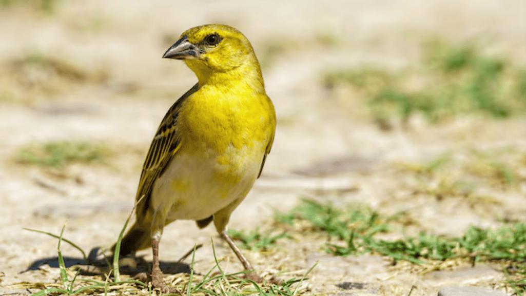belgian canary temperament