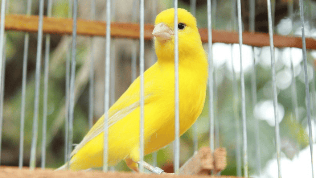 canary behavior