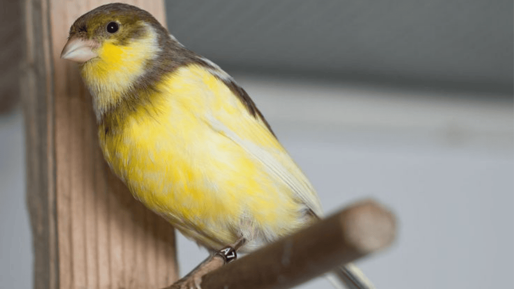 canary bird training