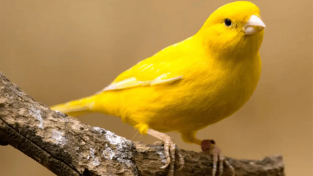 canary breeding setup