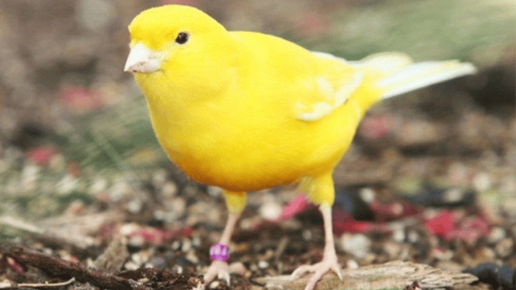 canary cage with accessories