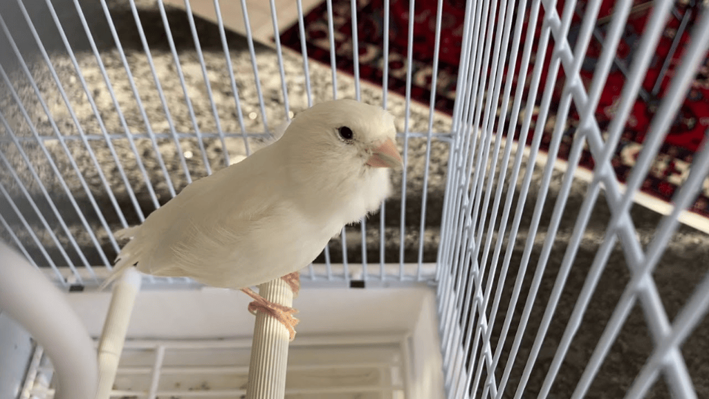 canary cages and accessories