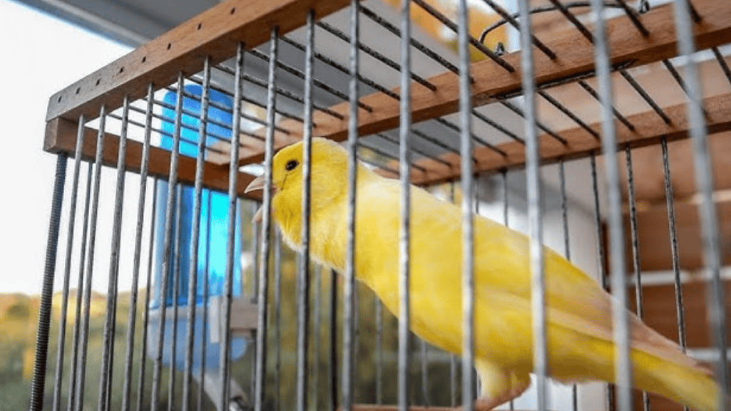 canary care tips