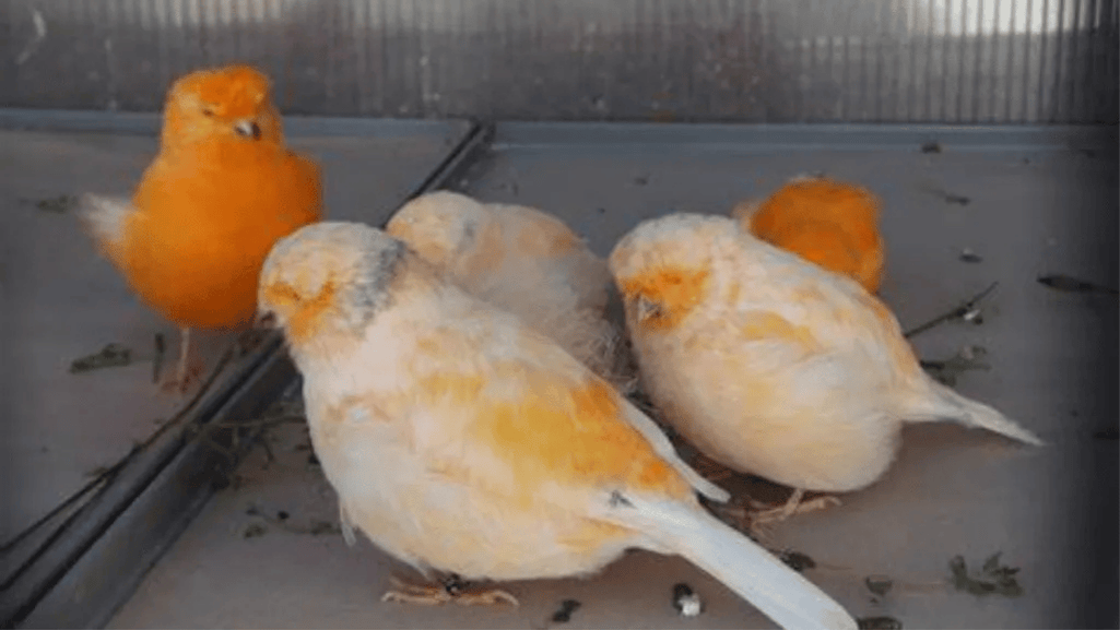 canary diet