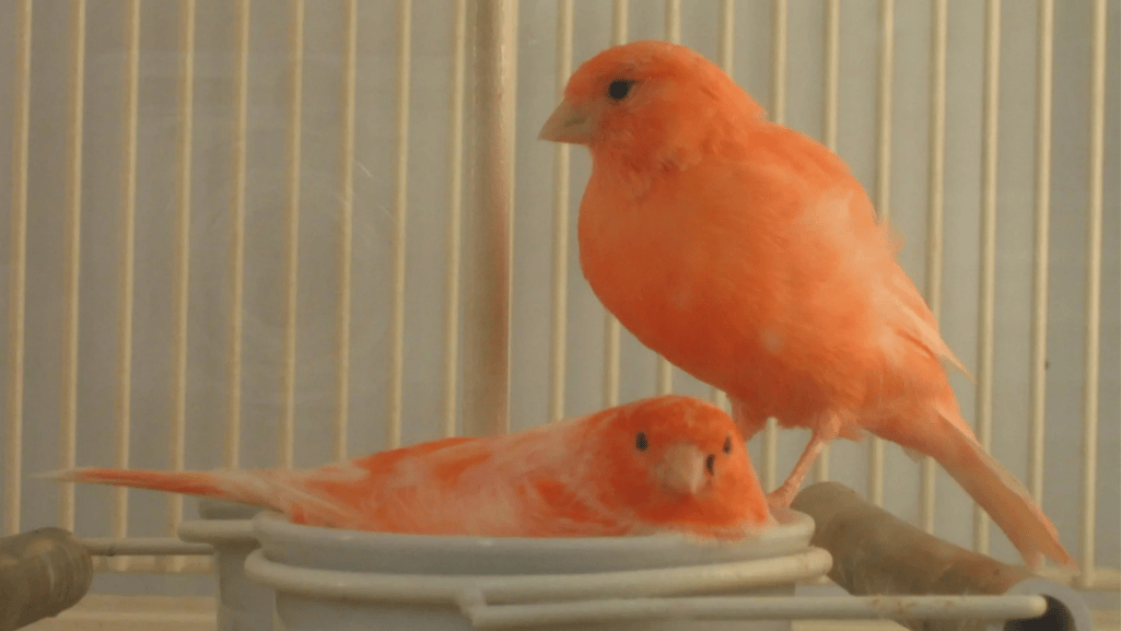 canary food and nutrition