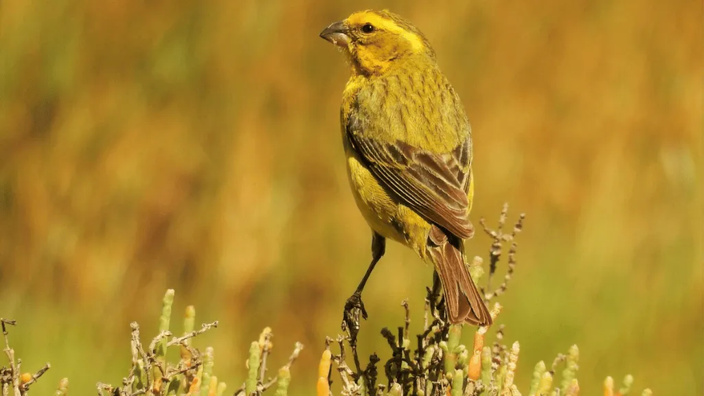 canary habitat setup
