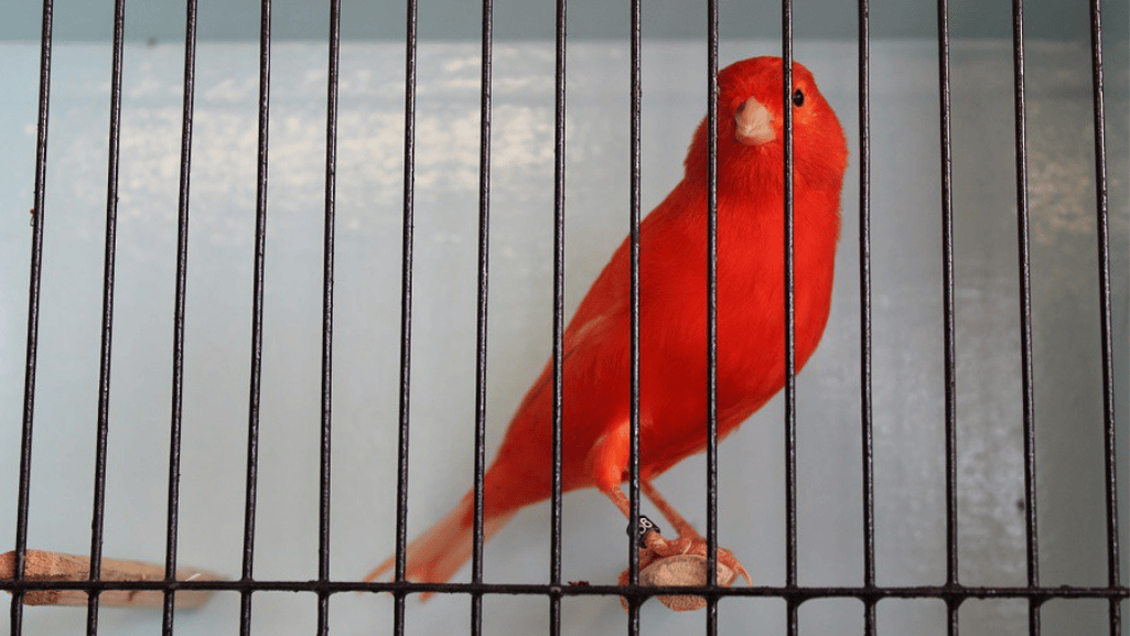 canary housing setup with perches and toys