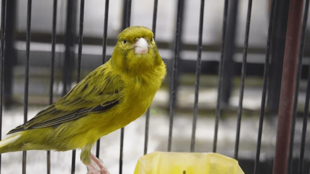 canary personality