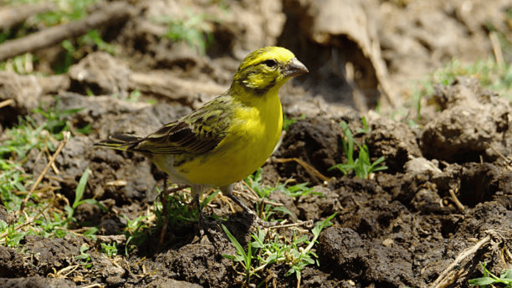 canary seed mix
