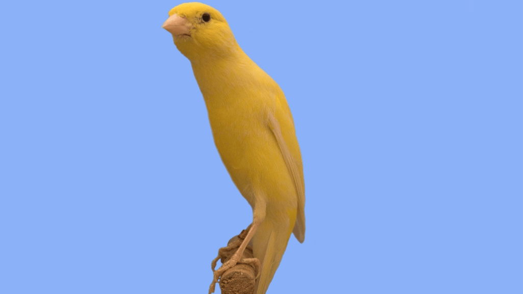 canary temperament