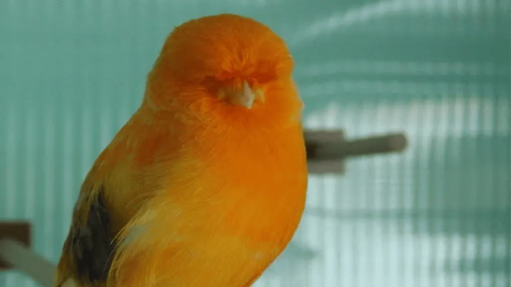 canary training techniques