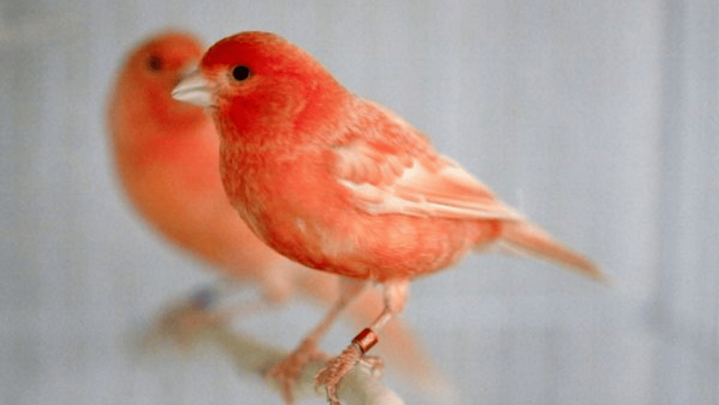 carotenoid-rich foods for red factor canaries