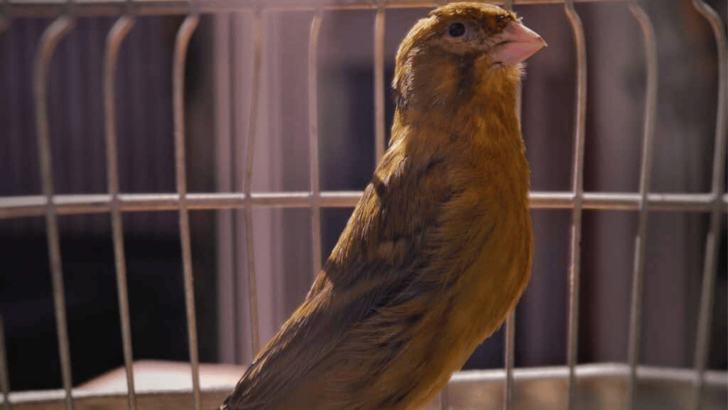 cinnamon canary cage setup