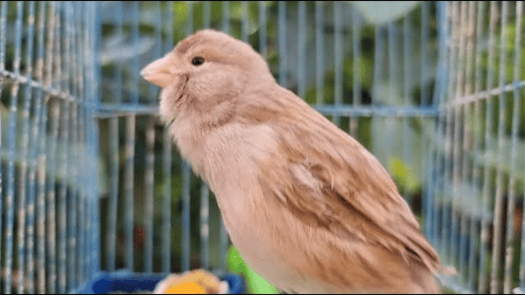 cinnamon canary colors