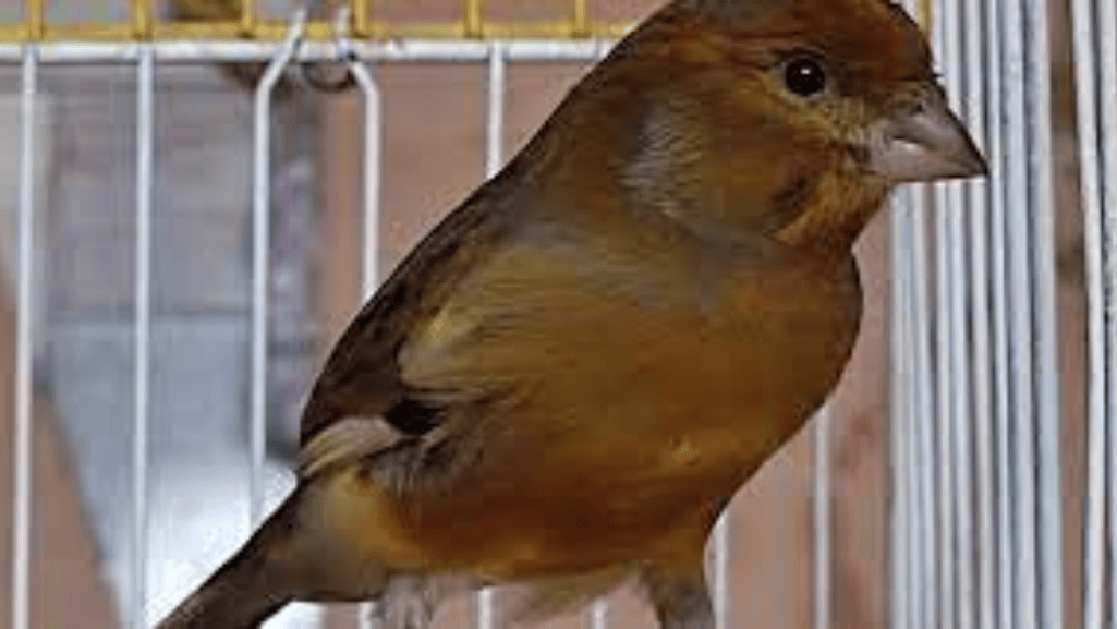 cinnamon canary health