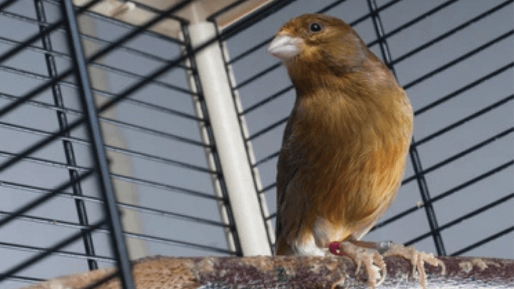 cinnamon canary nutrition