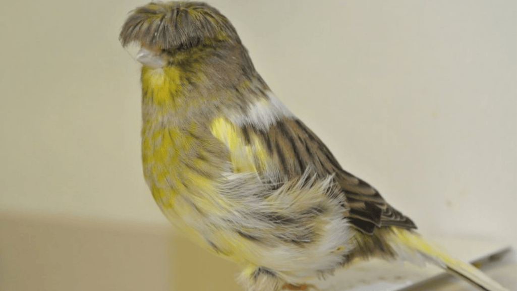 gloster canary appearance