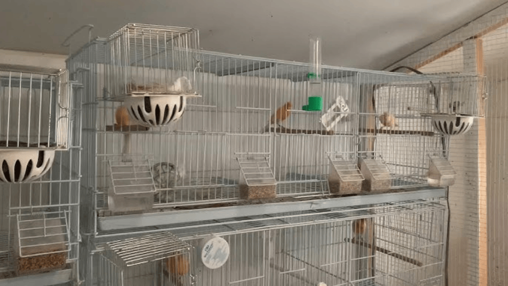 gloster canary cage setup