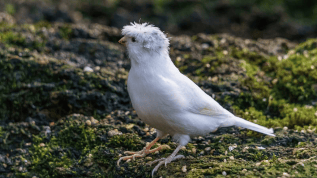 gloster canary eating fruits and vegetables