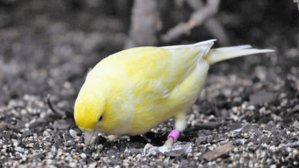 Harz Roller Canary Birds: The Melodious Songsters