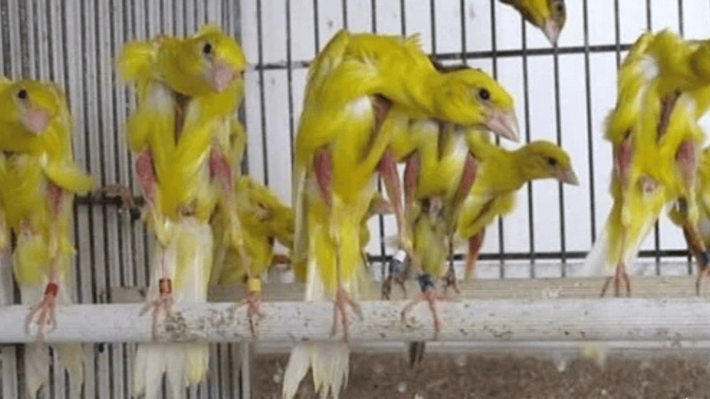 healthy Gibber Italicus canary