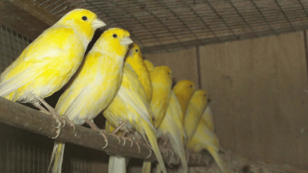 healthy canary