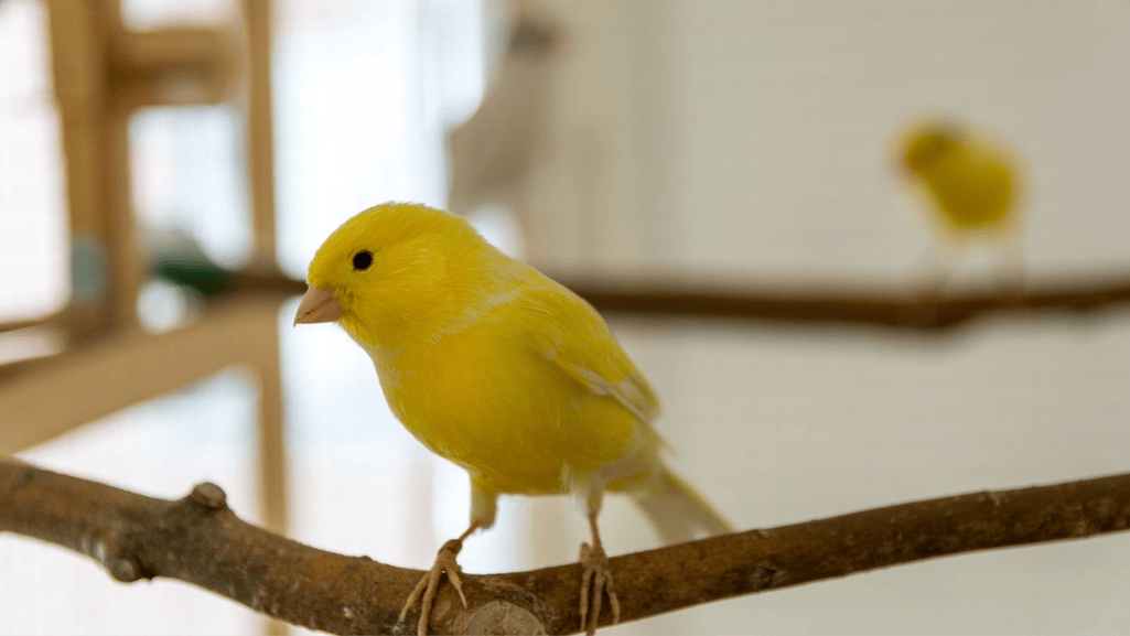 pet canaries