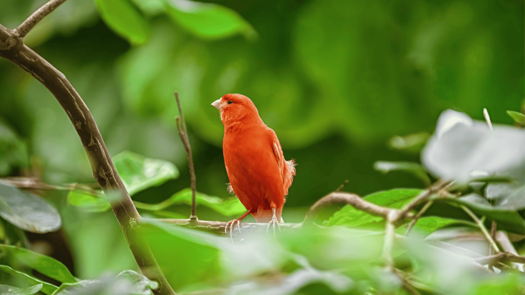 preventive care for red factor canaries