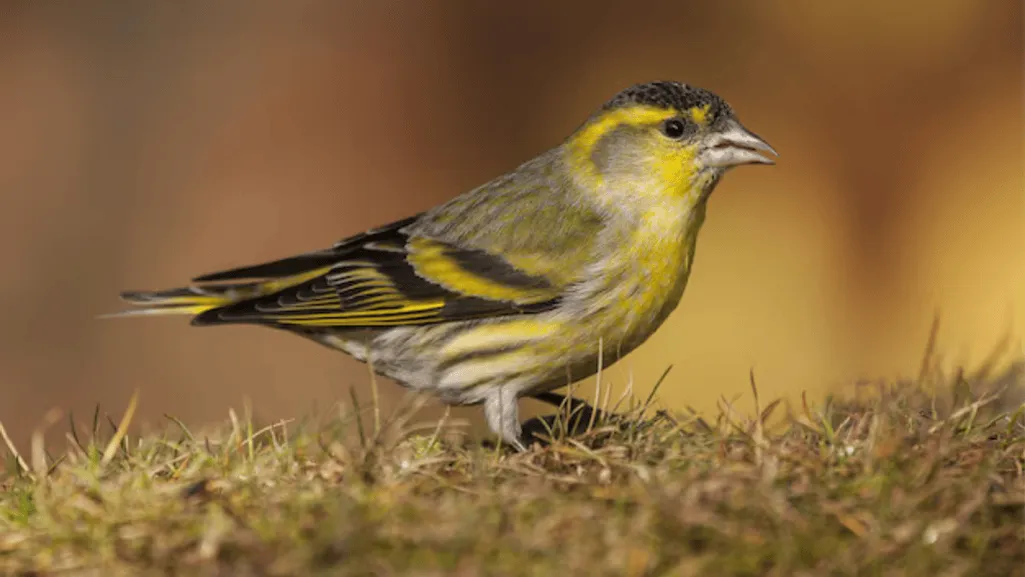 Belgian Canary Clubs and Organizations
