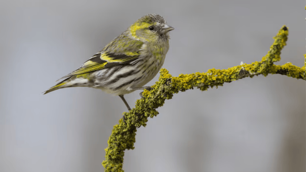 Belgian Canary Health and Common Ailments