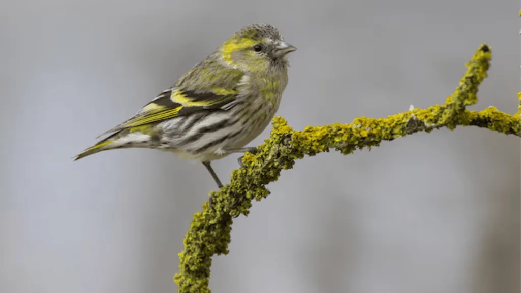 Belgian Canary Health and Common Ailments