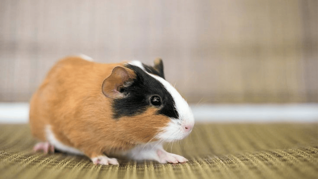 Breed Characteristics of American Crested Guinea Pigs