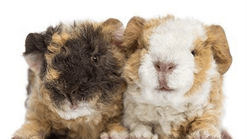 Breeding American Crested Guinea Pigs