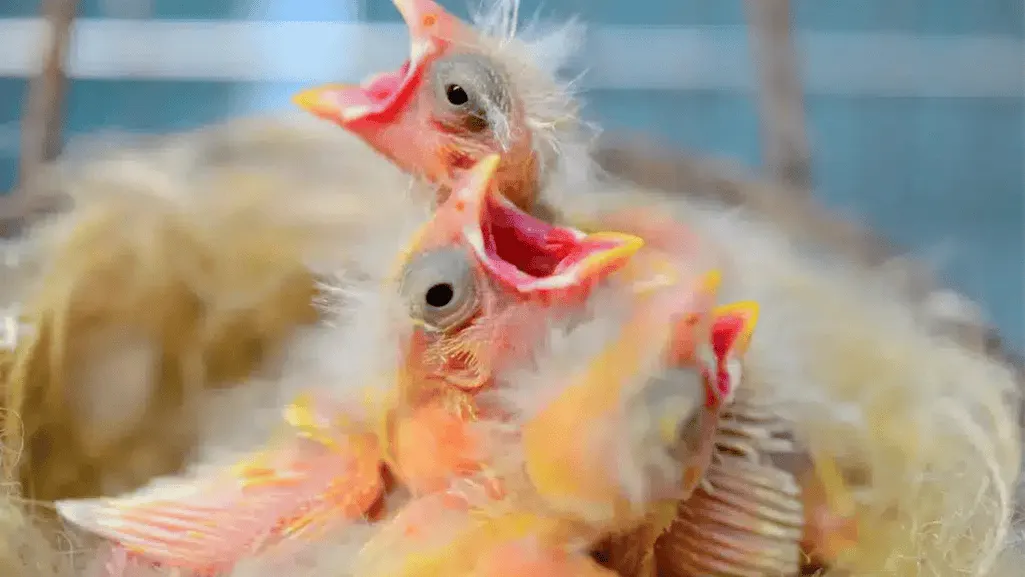 Breeding German Crested Canary Birds