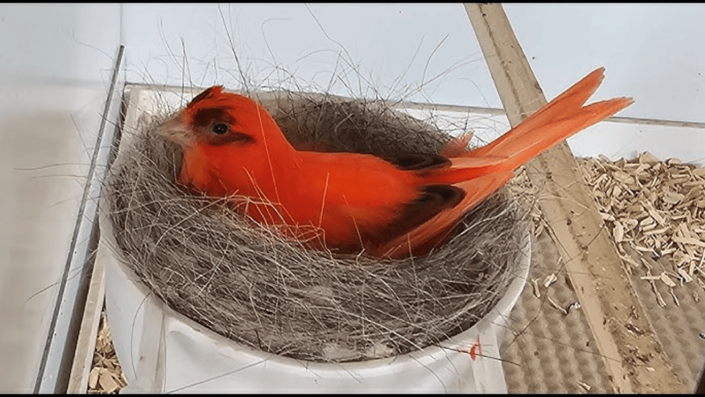 Breeding Red Factor Canaries