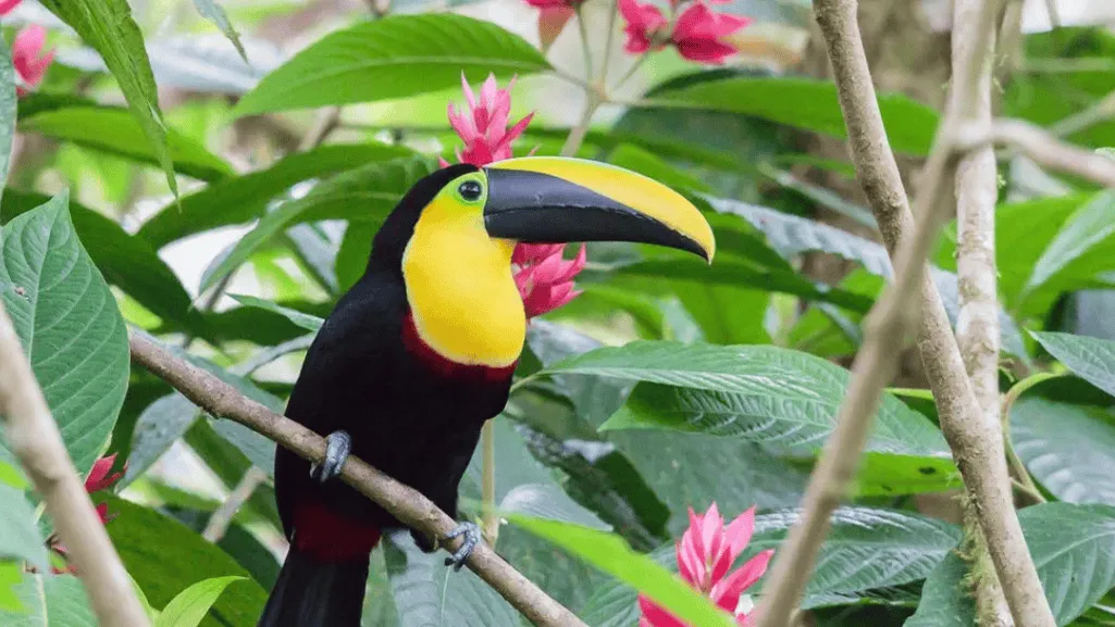 Choco Toucan Conservation Status